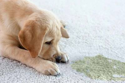 Pet Urine/Odor Removal